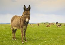 Partir en vacances à dos d’âne…