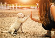 Dites NON à la maltraitance des animaux !