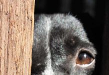 La Fondation assistance aux animaux (FAA) vous ouvre ses portes