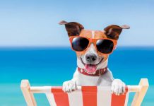 Grâce à la Fondation 30 Millions d’Amis, passez de bonnes vacances avec votre animal !