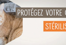 La SPA vous explique tout sur la stérilisation des chats