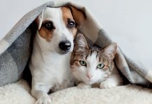 30 Millions d’amis : une pétition pour la reconnaissance de la personnalité juridique des animaux