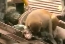 Cette vidéo a de quoi changer votre regard sur le monde