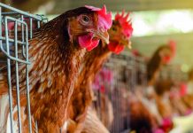 30 millions d’Amis : référendum pour les animaux