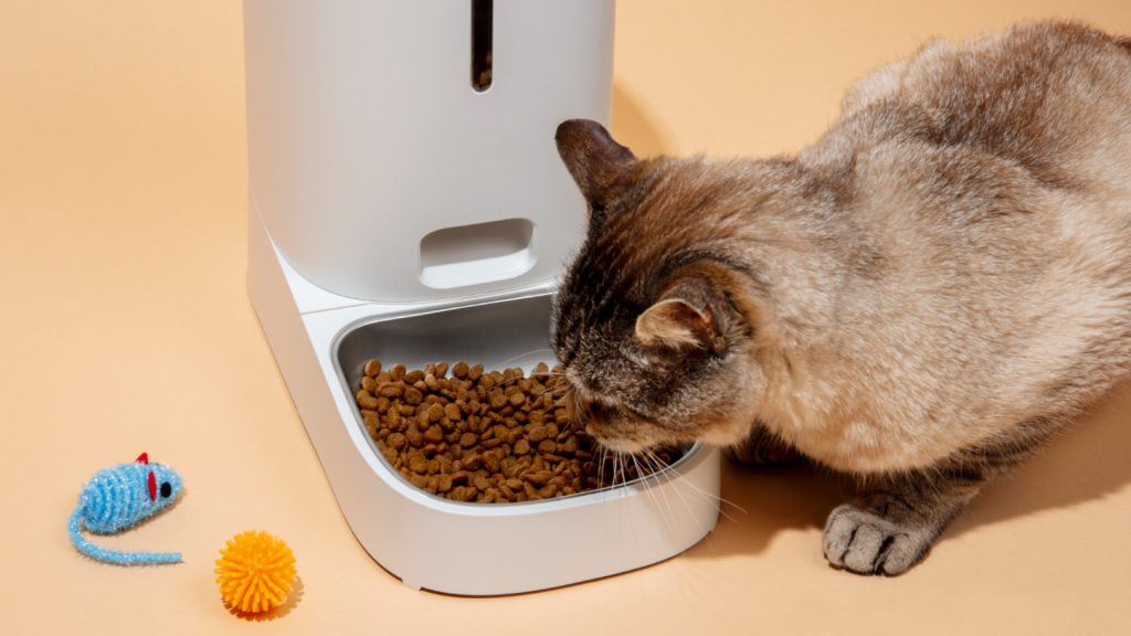 Comment choisir les bonnes croquettes pour chat avec un abonnement ?