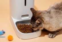 Comment choisir les bonnes croquettes pour chat avec un abonnement ? Comment choisir les bonnes croquettes pour chat avec un abonnement ?